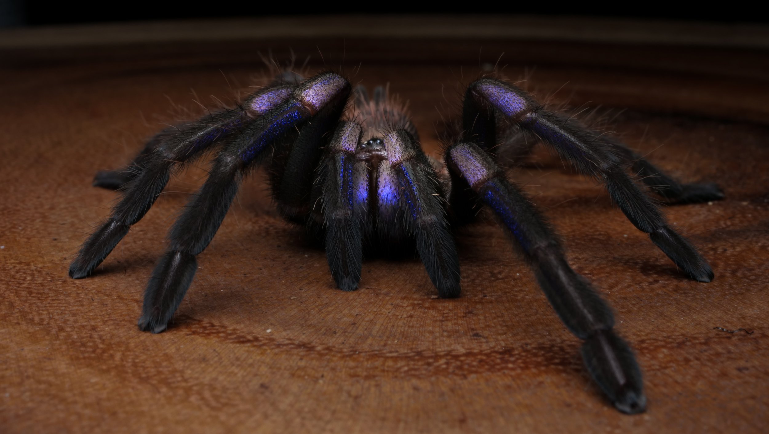 Tarantula Biru Electric julukan dilelang untuk amal di Thailand