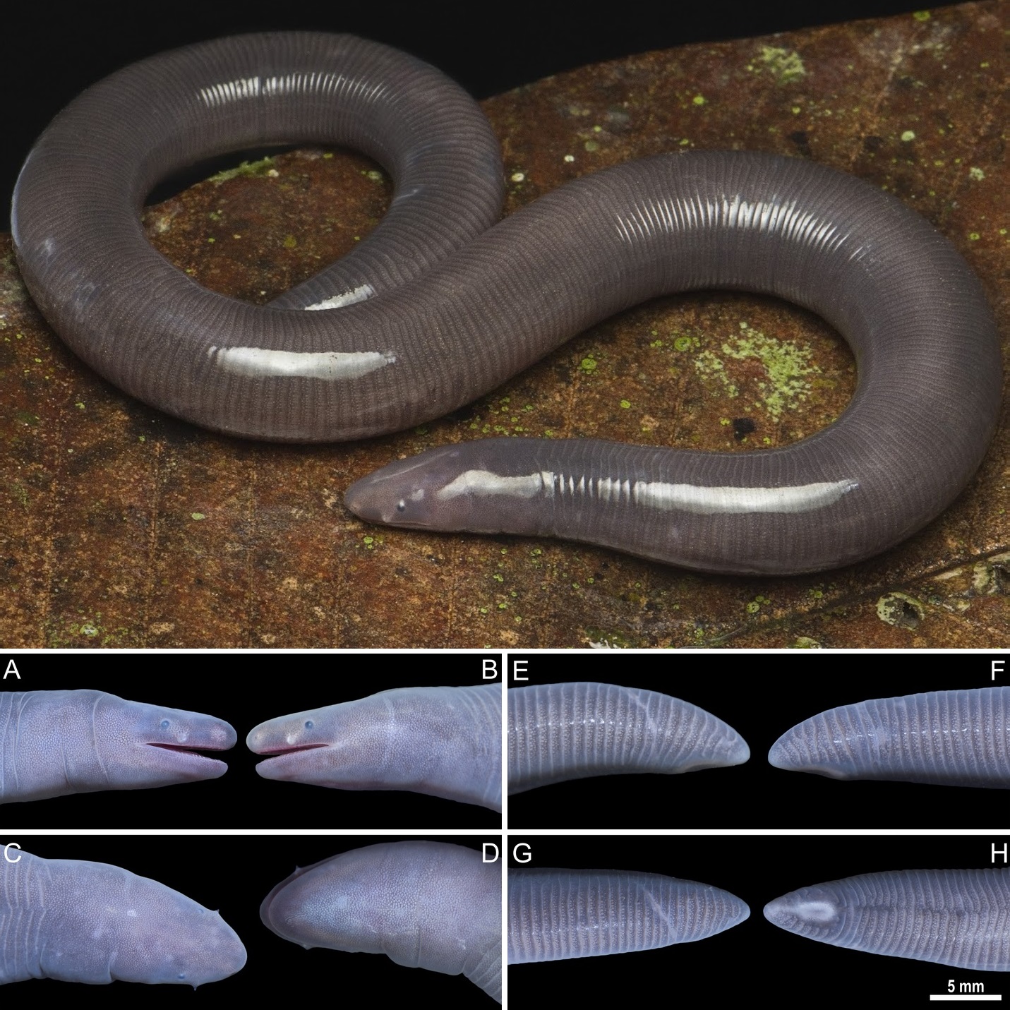 Penemuan Spesies Baru Cecilia (Ichthyophis griseivermis) dari Vietnam Utara