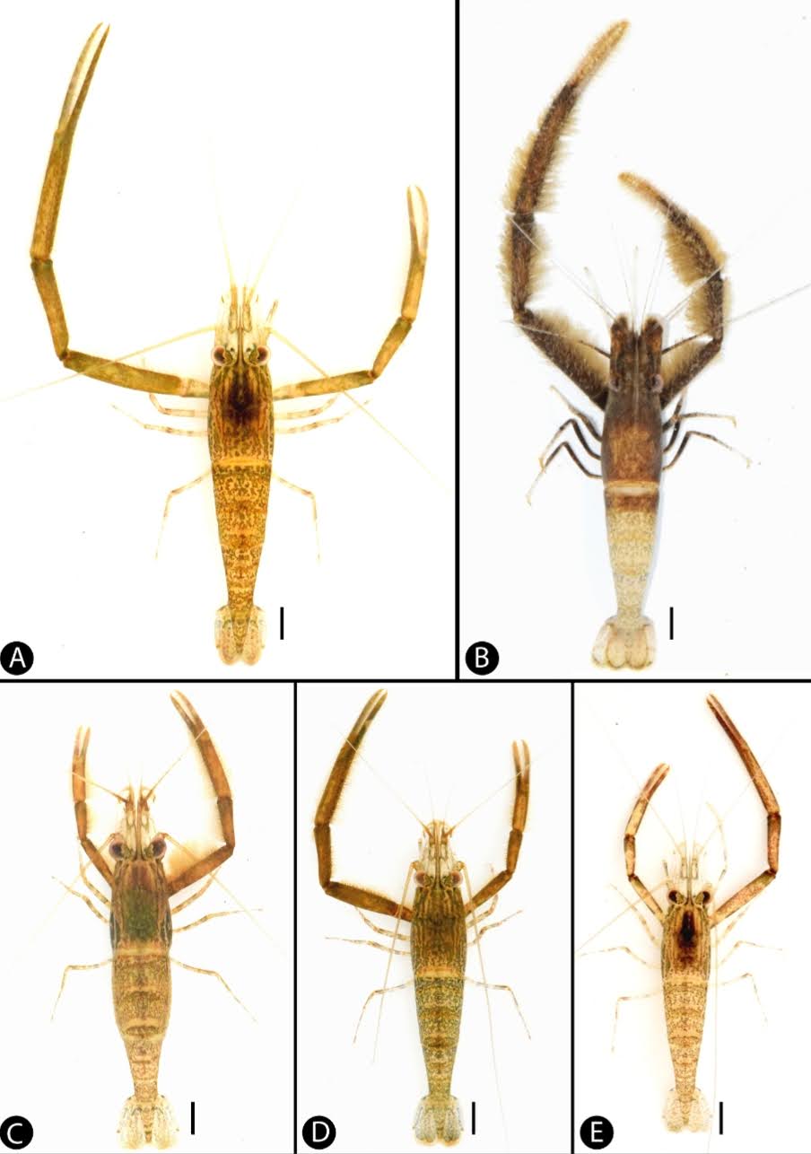 Penemuan "Udang Permata" di Sungai Songkhram: Spesies Baru Macrobrachium Teridentifikasi di Thailand