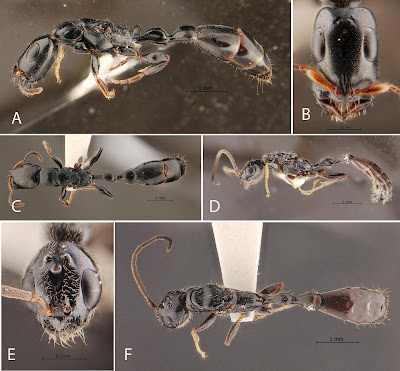 Spesies Baru Semut Arboreal (Tetraponera sirindhornae) dari Perkebunan Karet di Thailand Selatan
