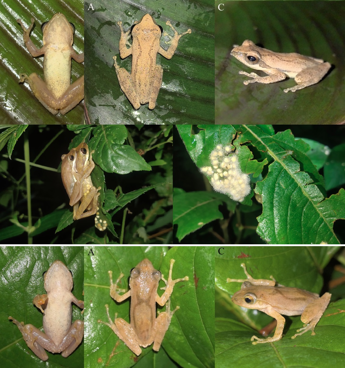 2 Katak Pohon Baru  "Feihyla wenshanensis dan Feihyla zhaotongensis"  dari Yunan dengan 2 pola berbeda