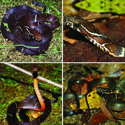 Spesies Ular Baru Hebius vogeli dari  Perbatasan Vietnam-Tiongkok