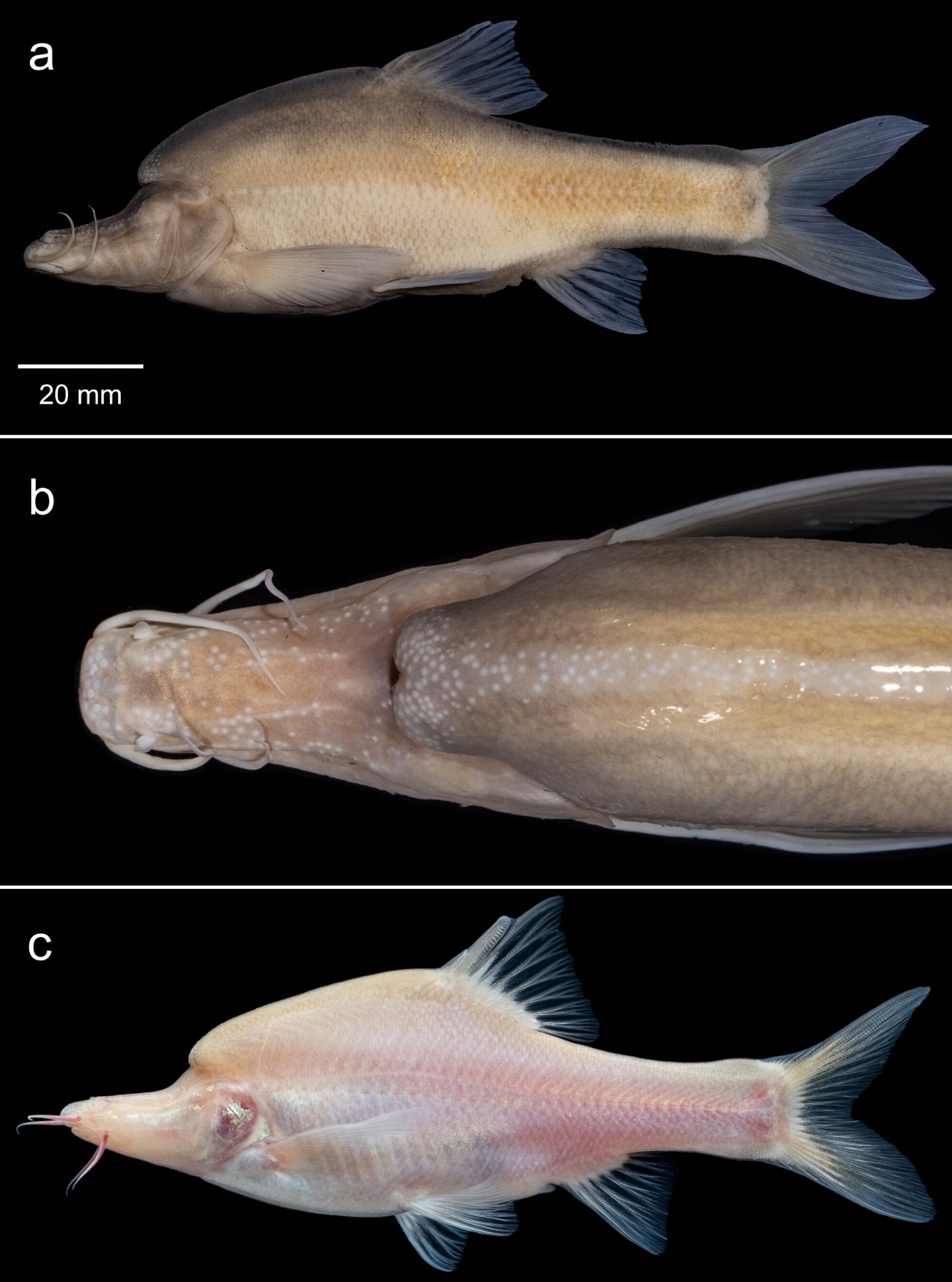 Ikan Buta Bertanduk: Spesies Baru Sinocyclocheilus changlensis Ditemukan di Jantung Karst Guangxi
