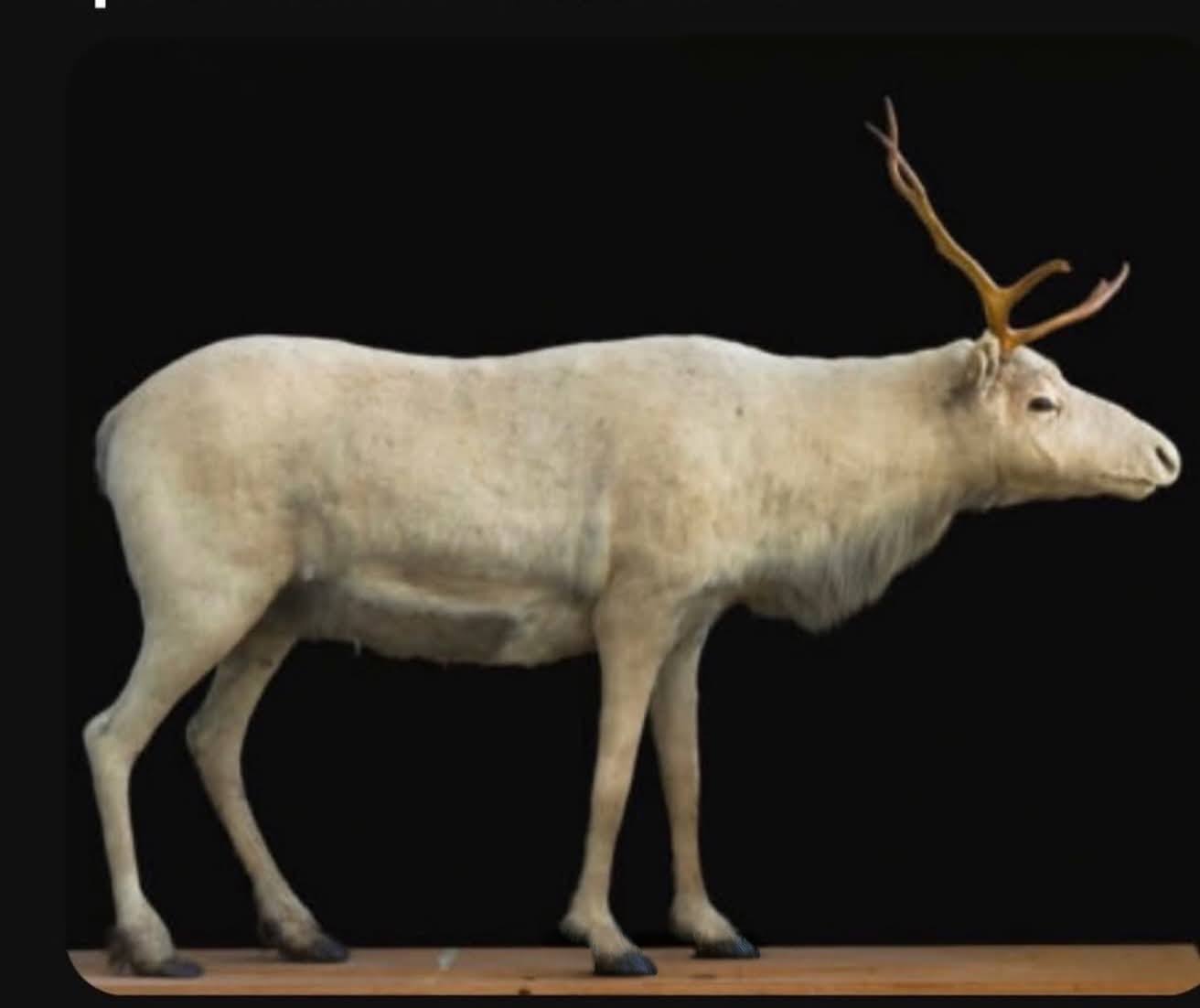 SubSpecies Karibu Rangifer tarandus dawsoni Dari Pulau Haida Gwaii yang Hilang dari Dunia