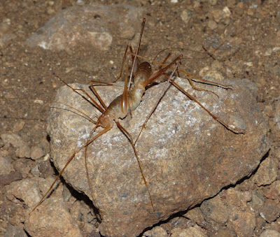 Jejak Baru di Kegelapan: Peneliti Temukan 4 Spesies Jangkrik Gua Baru di Yunani