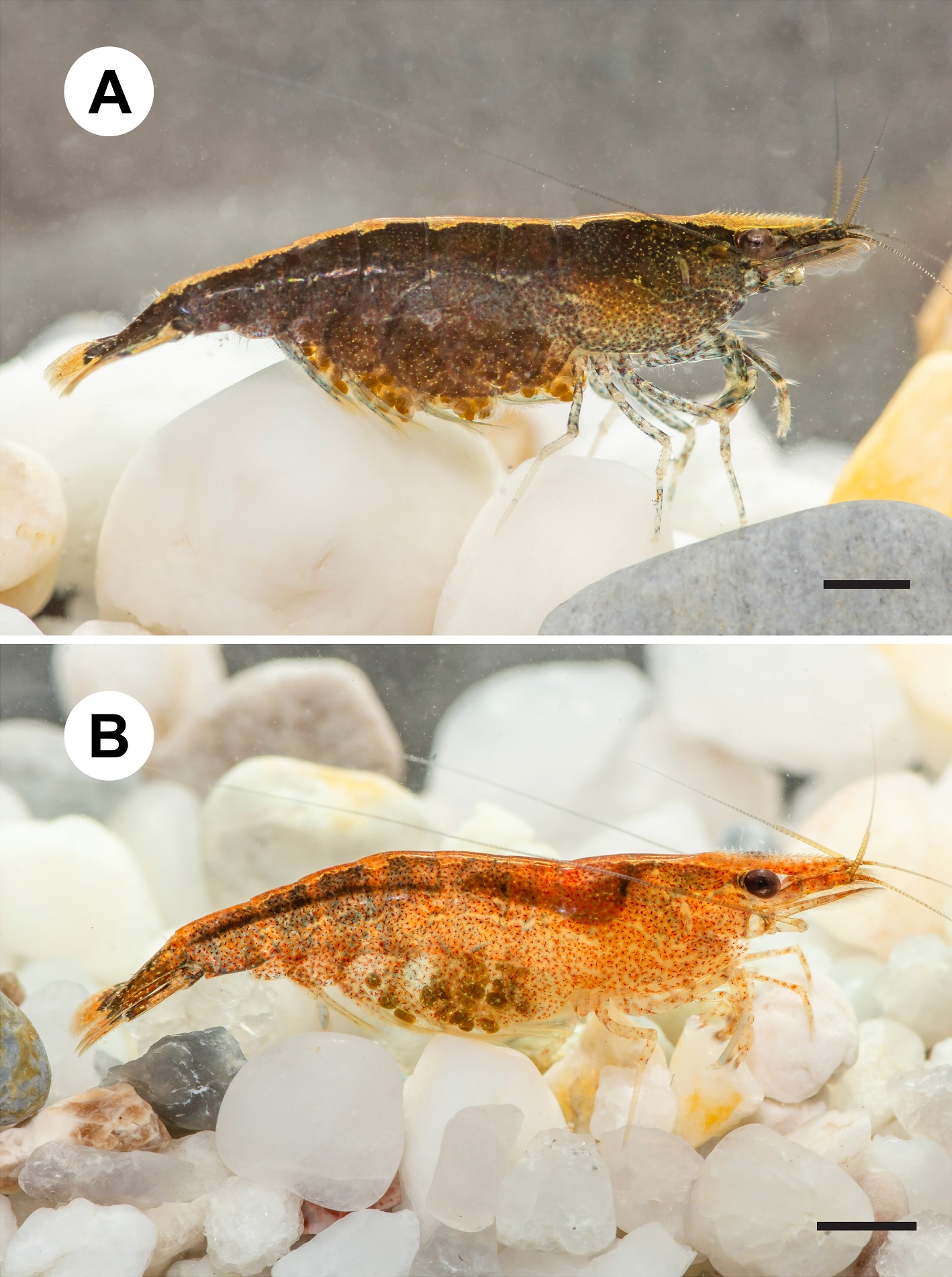 Penemuan Caridina sirindhornae: Udang Atyid Endemik Baru dari Cekungan Mekong
