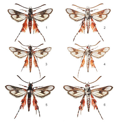 Species Ngengat Sayap Bening Baru "Scarlata namsanam" dari Hutan Laos