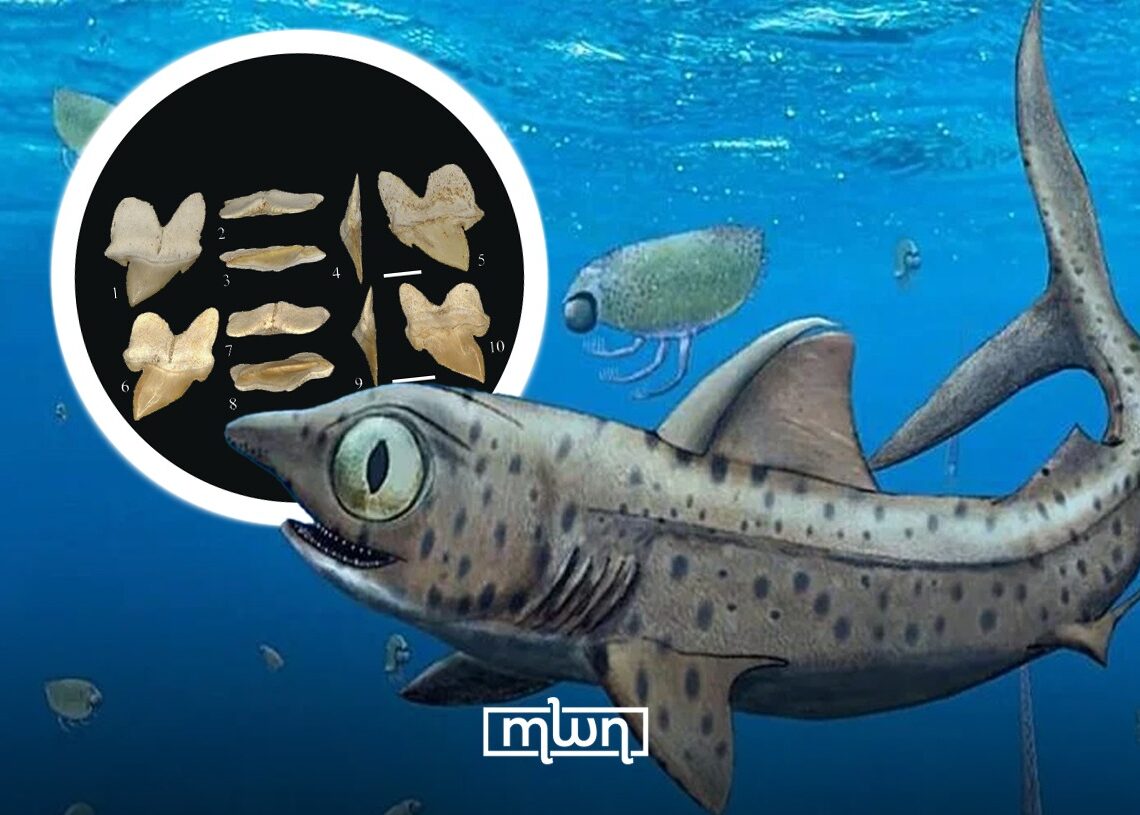 Temuan Spesies Hiu Purba Baru di Maroko: Misteri Evolusi di Balik Gigi yang Unik