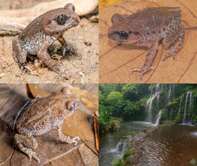 Spesies Baru Katak Serasah Ditemukan di Bali dan Kediri: Namanya "Widiana"