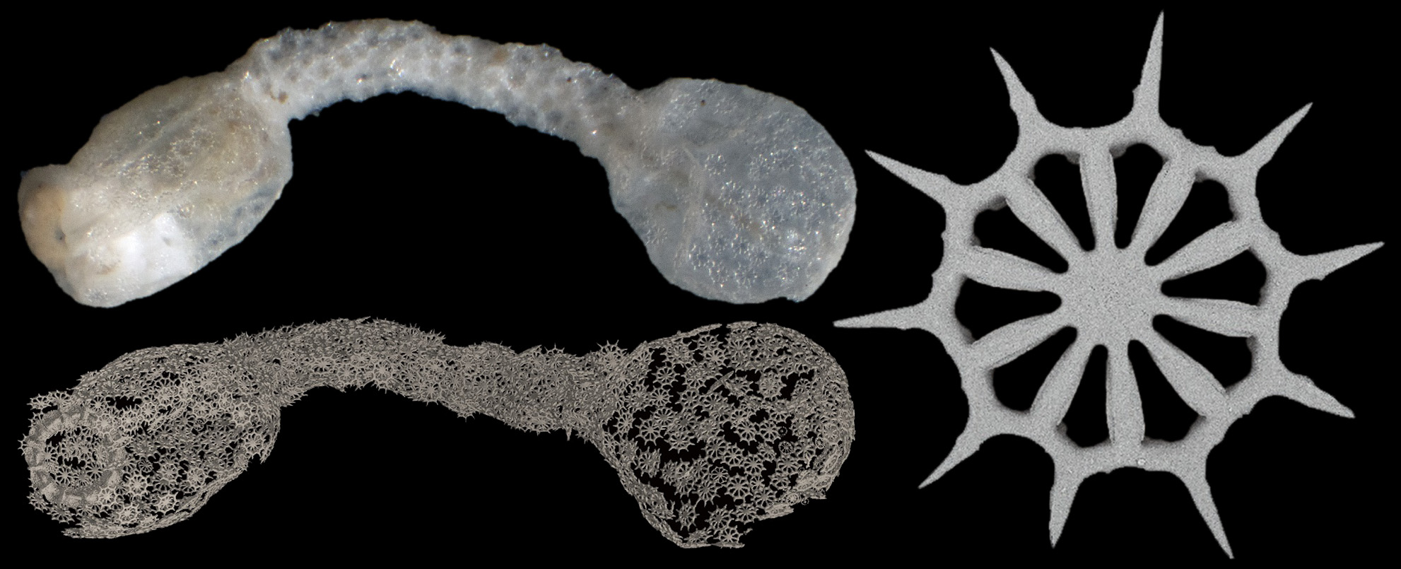 Spesies Baru Teripang Laut Mini  Acanthotrochus verruciosseous, “bentuk seperti Cakram Krisna” dari Palung Aleutian