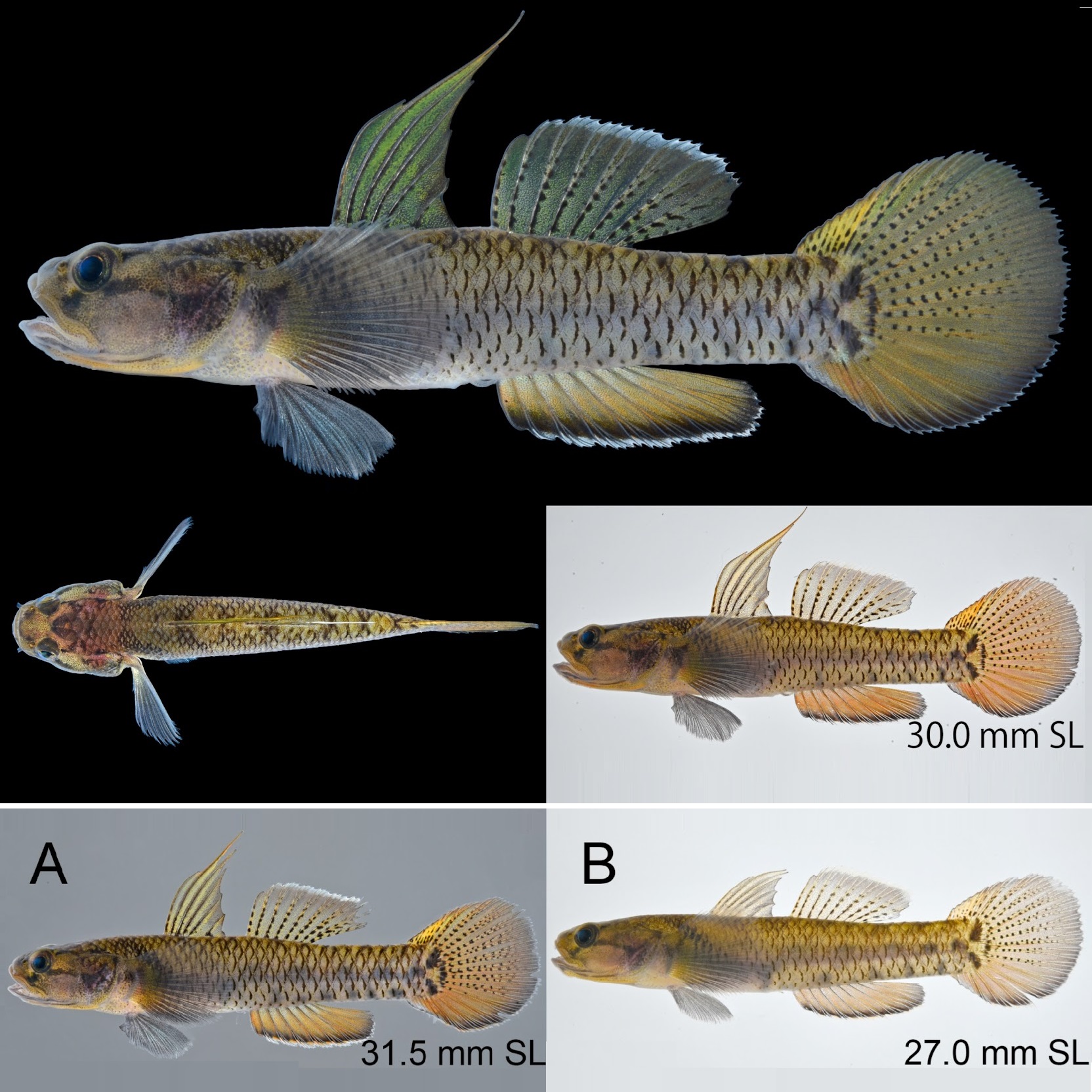 Spesies Baru Ikan Gobi (Eugnathogobius ganuensis) dari Semenanjung Malaysia