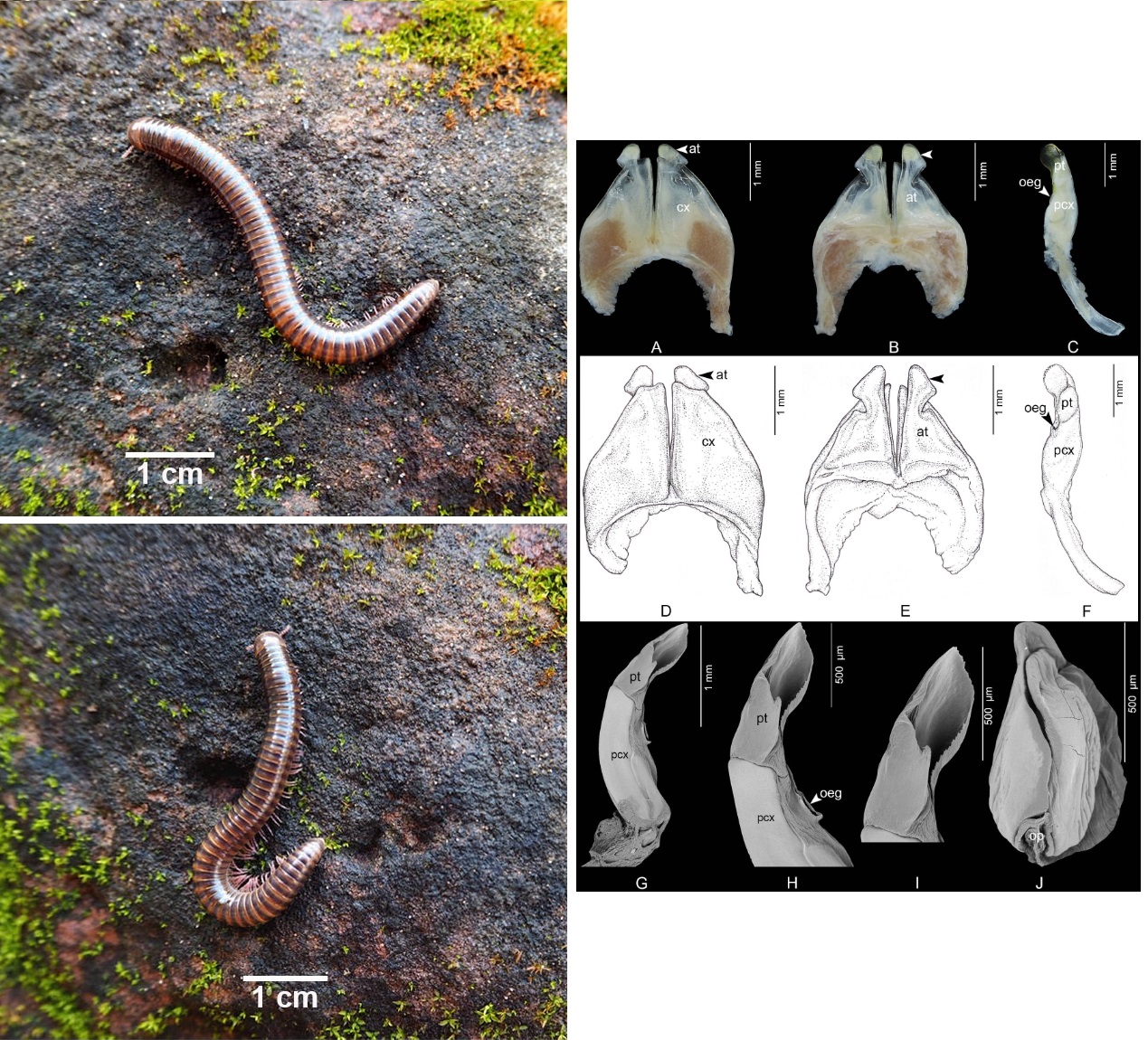 Penemuan Coxobolellus sirindhornae: Spesies Kaki Seribu Baru dengan Morfologi Unik dari Thailand