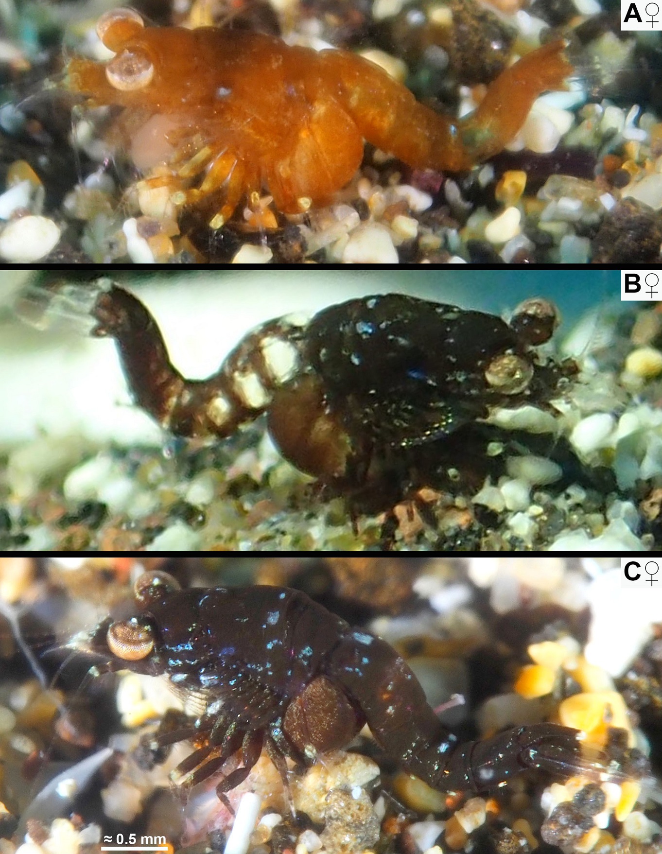 Udang Mysid Baru dari Kepulauan Canary dan Tanjung Verde di Atlantik Timur Laut