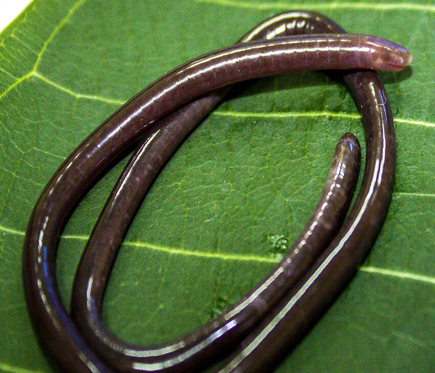 New Spesies Cecilia "Gegeneophis valmiki" Dataran Tinggi Laterit Satara India