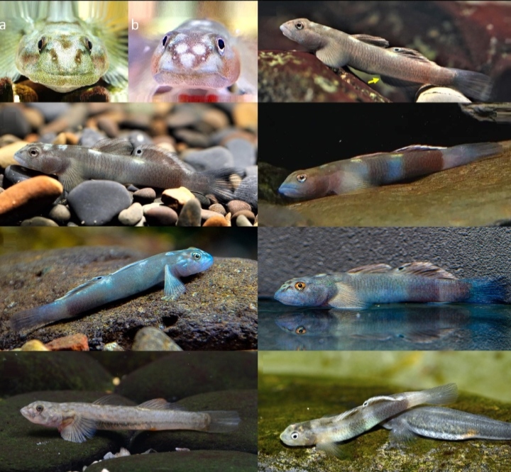 Ikan Gobi ‘Bertato’: Spesies Baru Lentipes ptasan Ditemukan di Taiwan dan Filipina