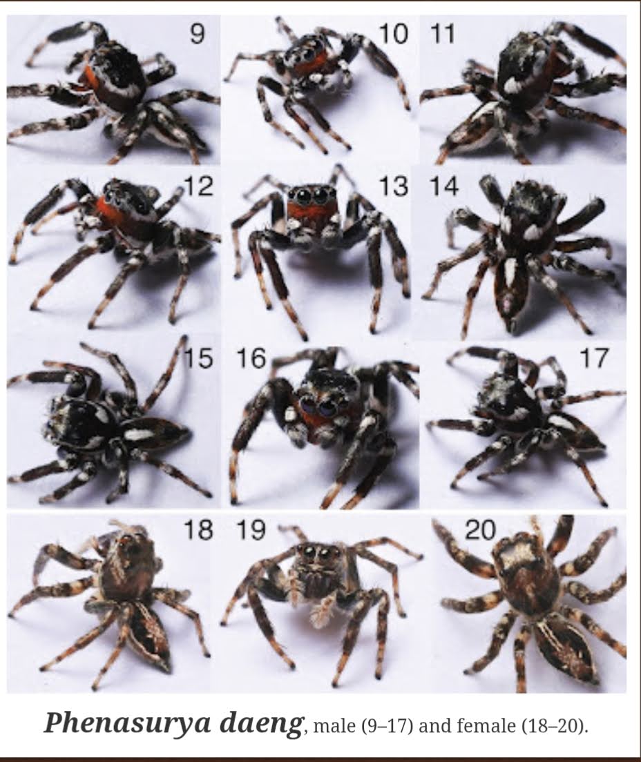 Bagaikan Tokoh Pewayangan "Batara Surya", Spesies Laba-Laba Pelompat Baru dengan Wajah Semerah Senja