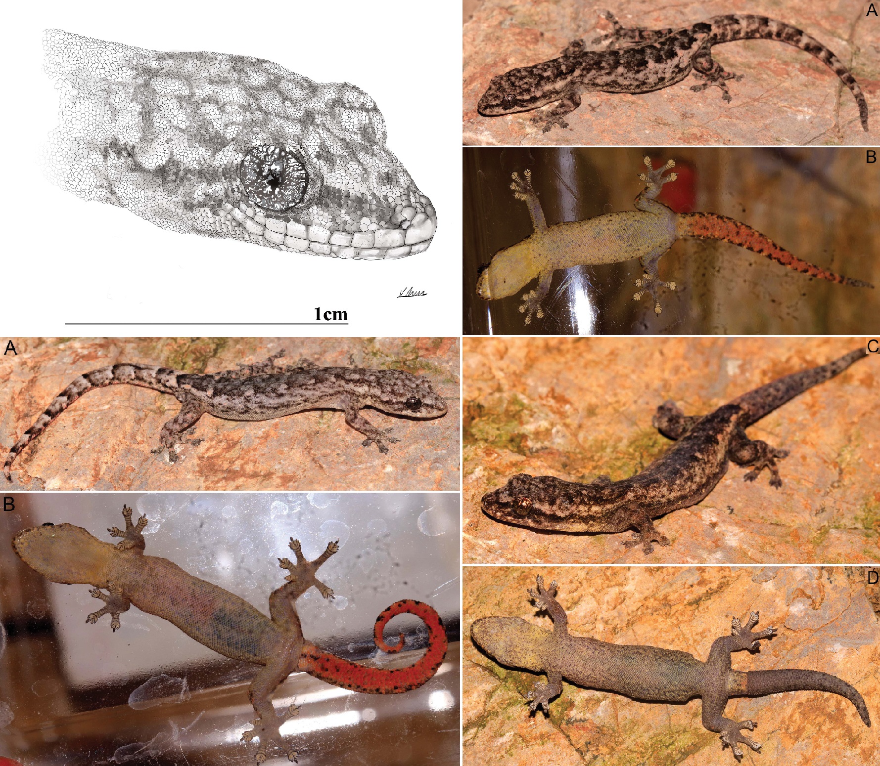 Spesies Baru Cicak "Hemiphyllodactylus pakhaensis" Ditemukan di Pemukiman Warga Provinsi Son La, Vietnam