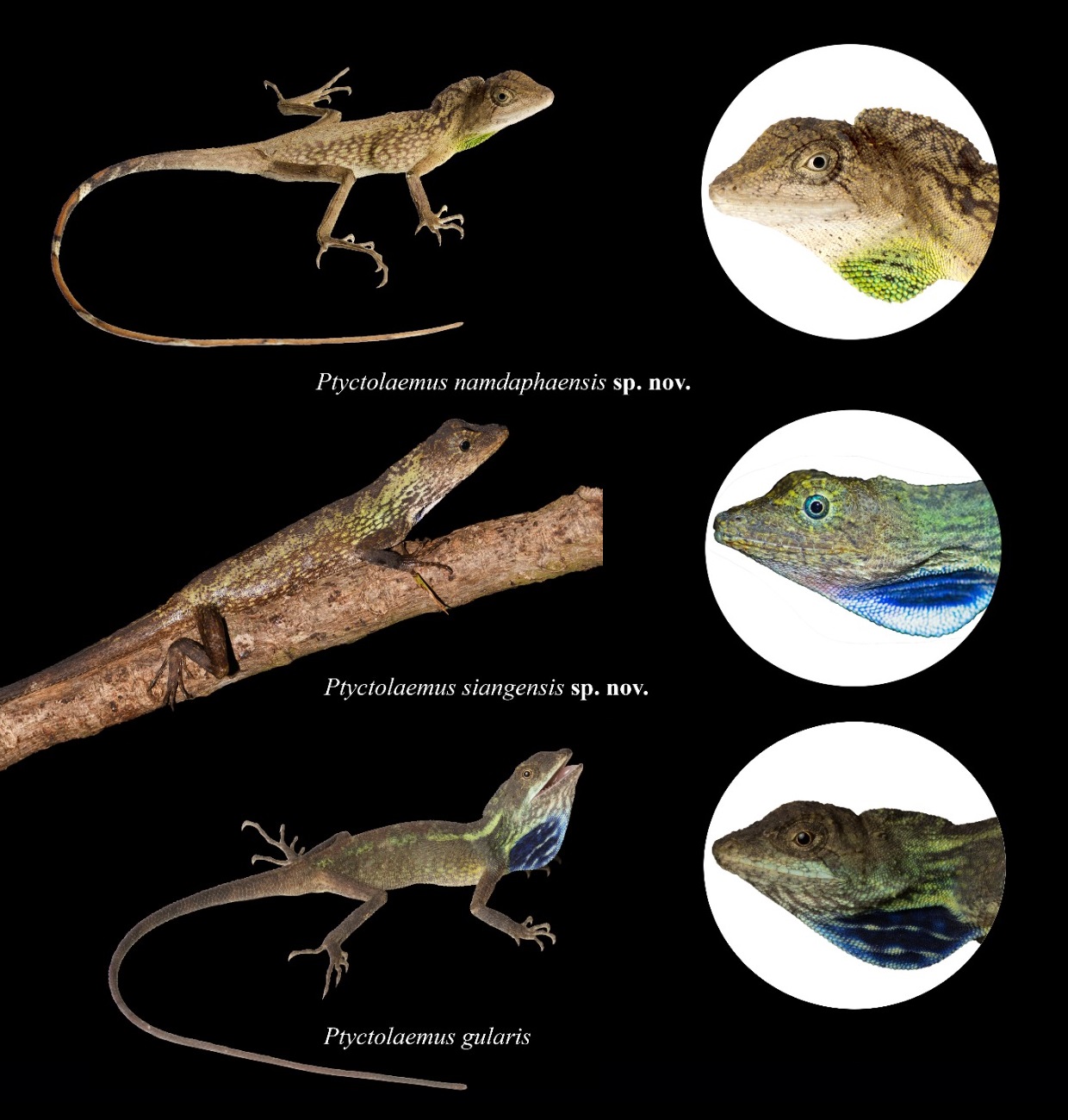 Spesies Kadal Baru Genus Ptyctolaemus dari Arunachal Pradesh, India