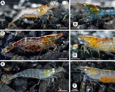 Spesies Udang Air Tawar Baru Caridina maeklongensis,  dari Cekungan Mae Klong Thailand