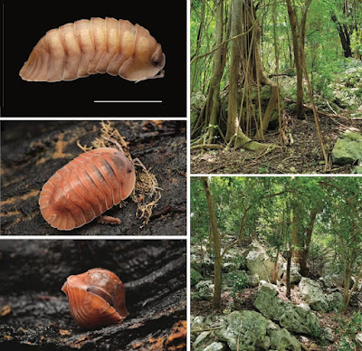 Penambahan Genus & Spesies Baru isopod darat (Oniscidea Armadillidae) endemik di Martinique Karibia