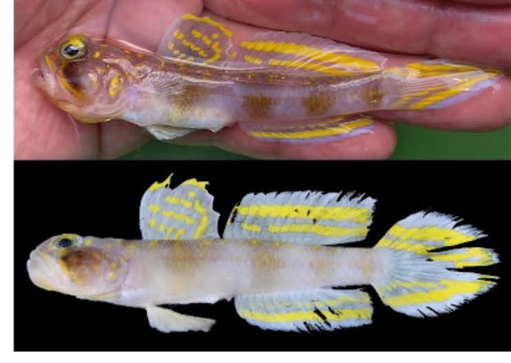 Terinspirasi Dragonball Ikan Gobi "Super Saiyan": Spesies Baru dari  Okinawa.