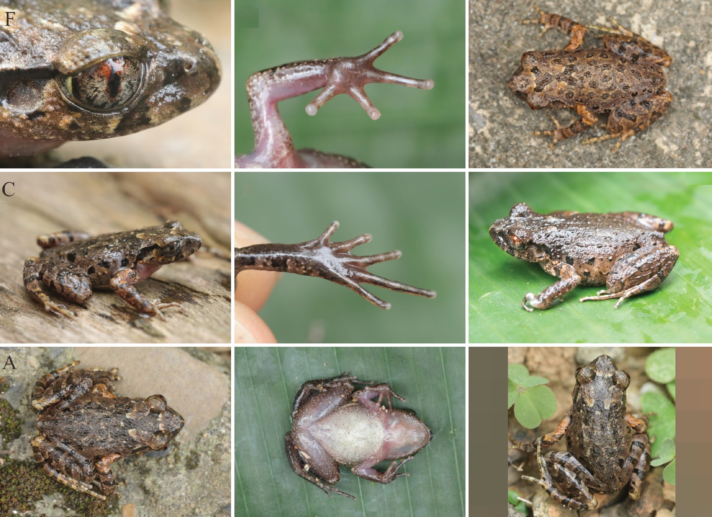 Spesies Baru dari Guangxi:  Leptobrachella darongshanensis, Si Katak Serasah dari Gunung Darongshan