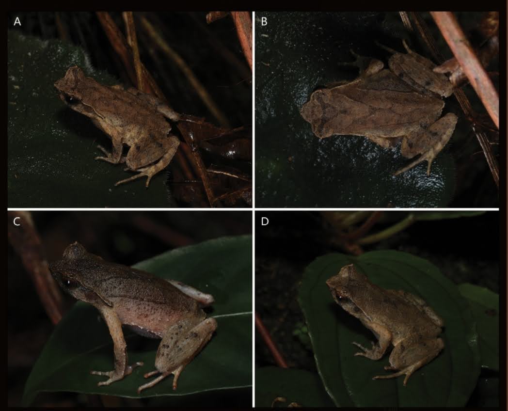 Penemuan Katak Bertanduk "Yangchun": Spesies Baru Ditemukan di Jantung Hutan Guangdong (Boulenophrys yangchunensis (Amfibi)