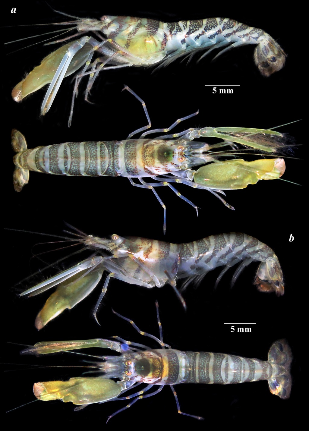 Spesies Baru Udang Pistol  Alpheus cangiopalus sp. nov., Penghuni Rawa Bakau Anoksik Vietnam