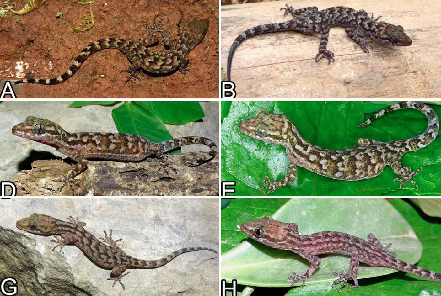 2 Species Baru Cyrtodactylus exercitus & Cyrtodactylus siahaensis Dari India