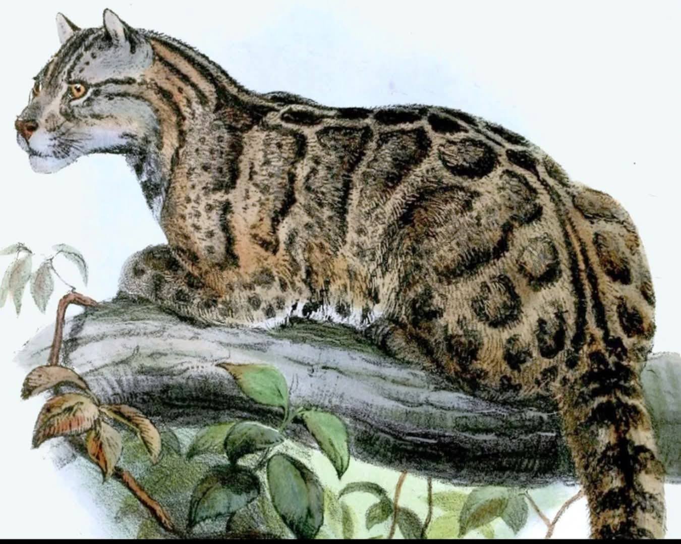 Macan Dahan Formosa (Neofelis nebulosa brachyura): dari Taiwan yang Dinyatakan Punah, Namun Masih Menyisakan Misteri