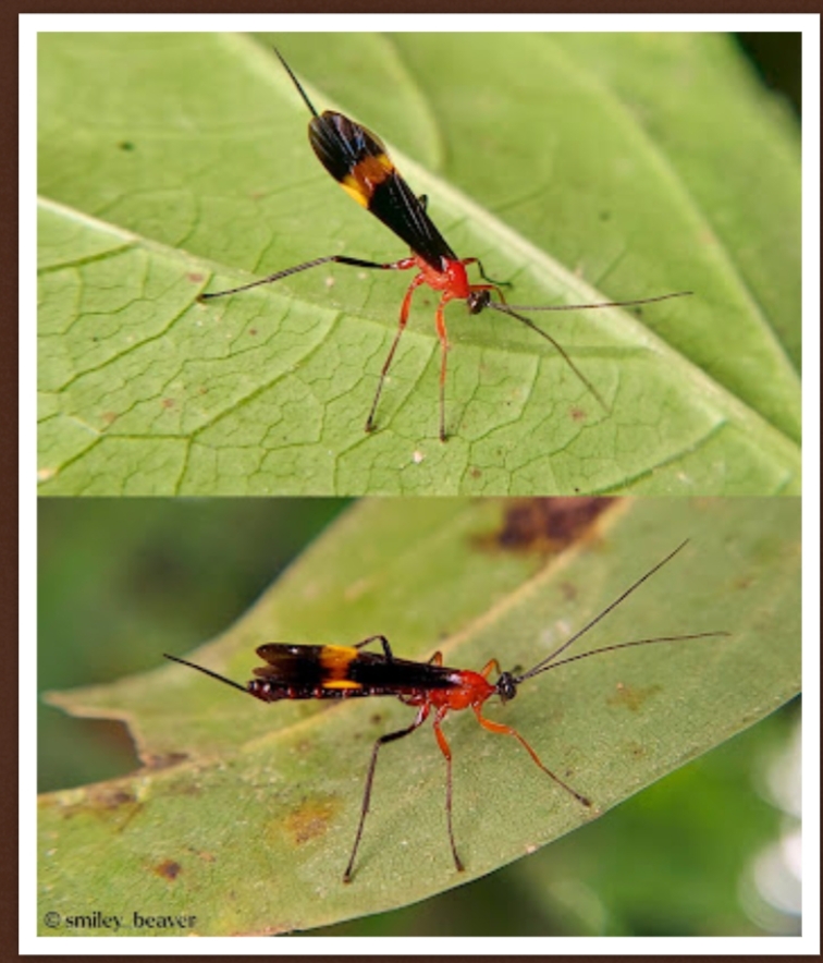 Penemuan Acrotaphus guacas: Spesies Tawon Parasitoid Baru dari Pegunungan Andes Kolombia