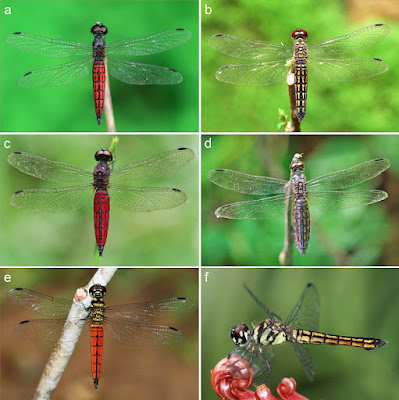 Temuan Spesies Baru "Lyriothemis keralensis": Capung Ramping Penghuni Pesisir Kerala