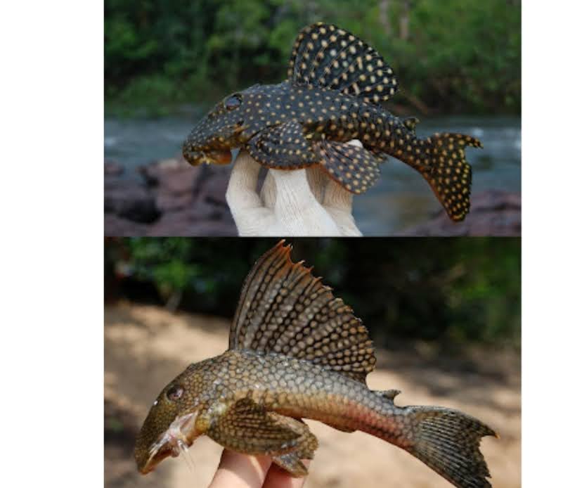 2 Spesies Ikan Loricariid Baru Ditemukan di Sungai Trombetas: Terancam Proyek Bendungan