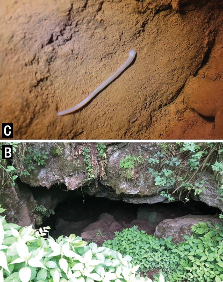 Penemuan Troglobdella guizhouensis: Genus dan Spesies Baru Lintah Gua dari Tiongkok Barat Daya