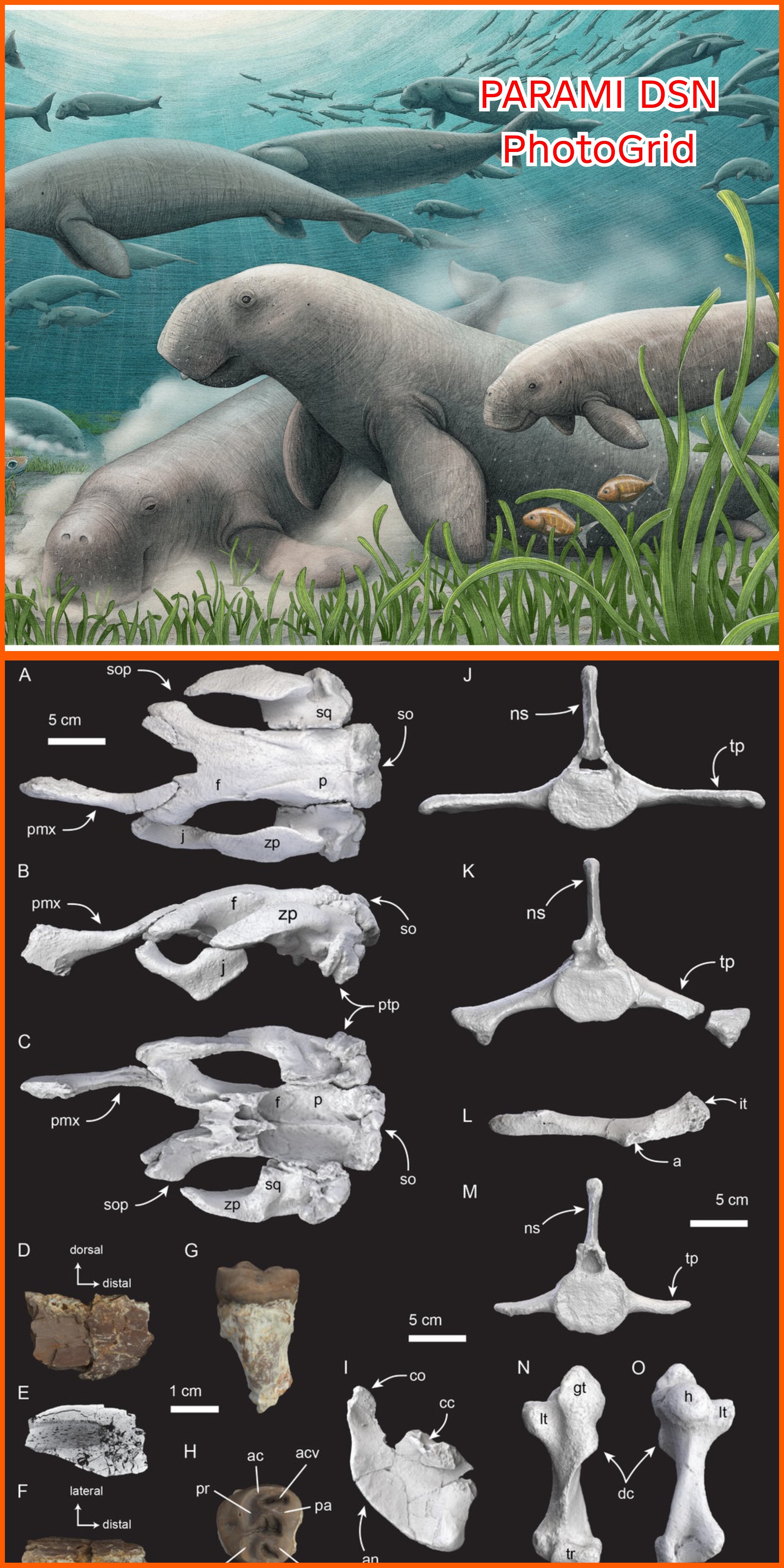 Fossil Baru Species Sapi Laut Kuno "Salwasiren qatarensis" Perkiraan hidup Miosen Awal dari Qatar