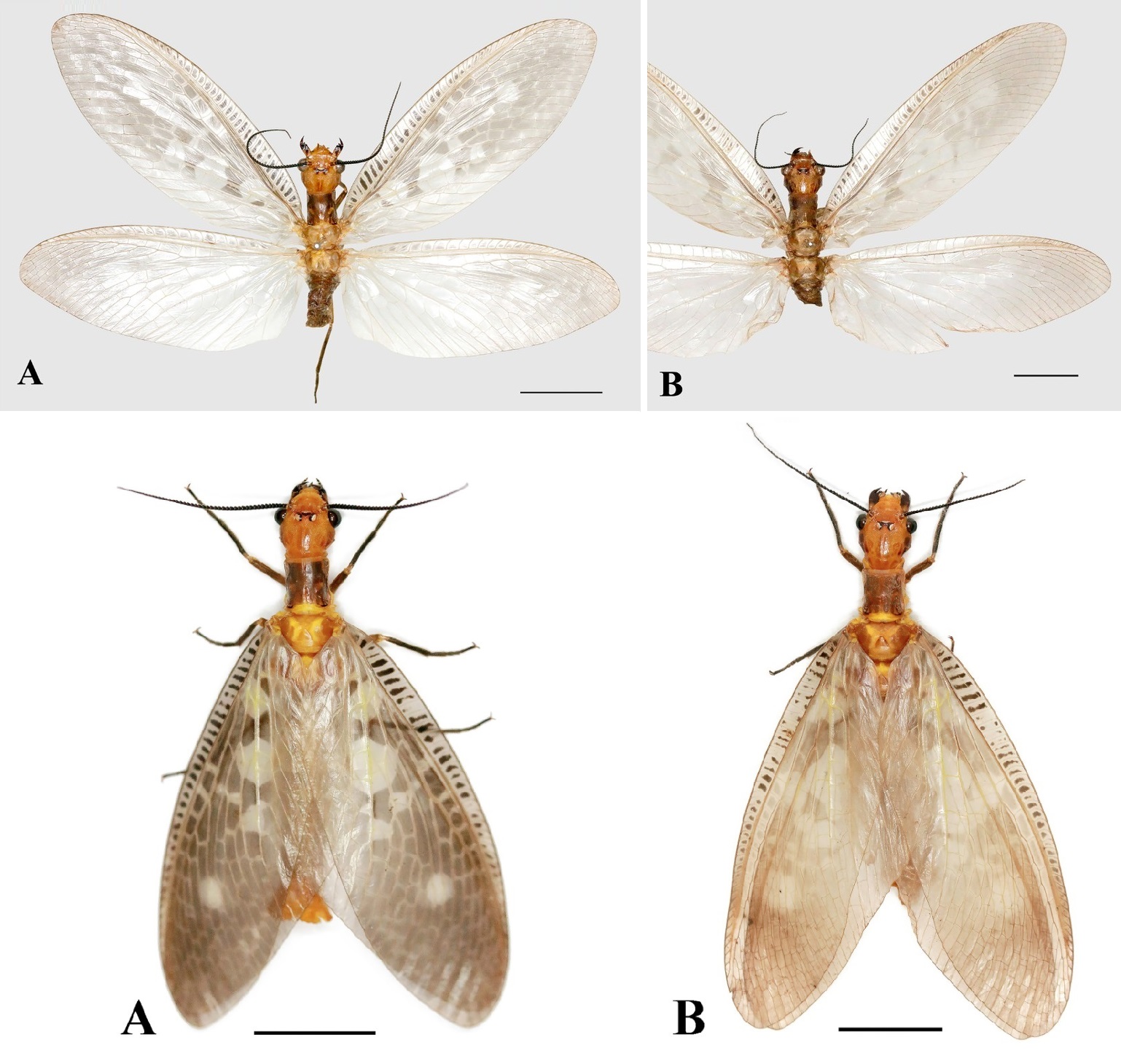 Penemuan Spesies Baru: Protohermes sirindhornae dari Thailand