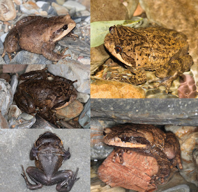 Spesies Baru Katak Bertanduk Brachytarsophrys wui Ditemukan di Guizhou, China