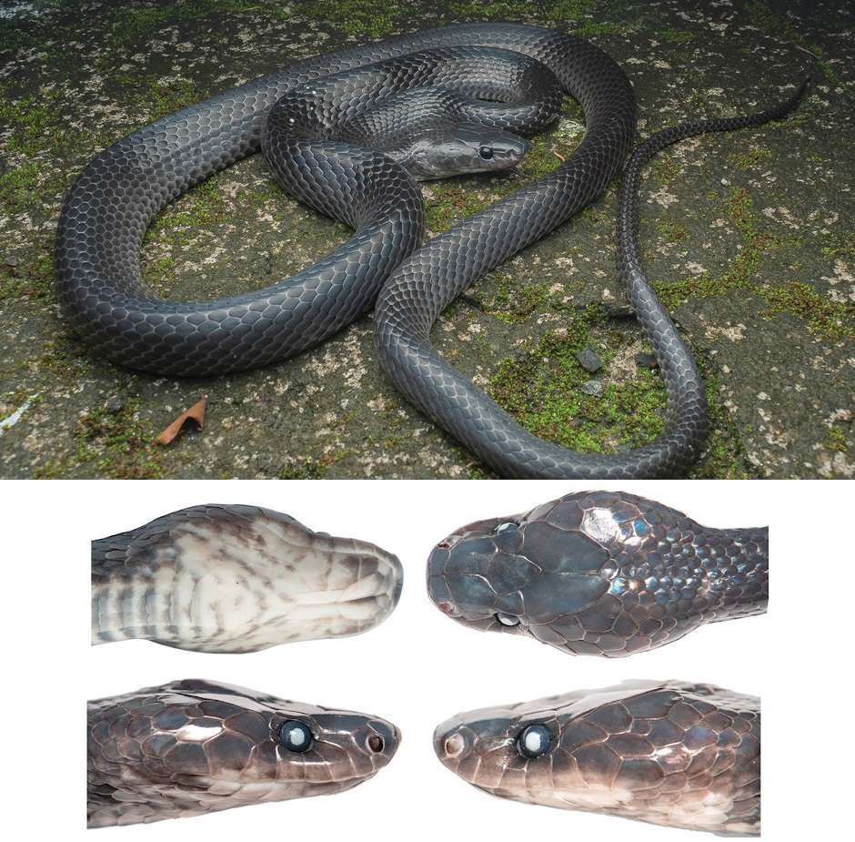 Penemuan Lycodon irwini: Ular Hitam Misterius dari Jantung Kepulauan Nicobar