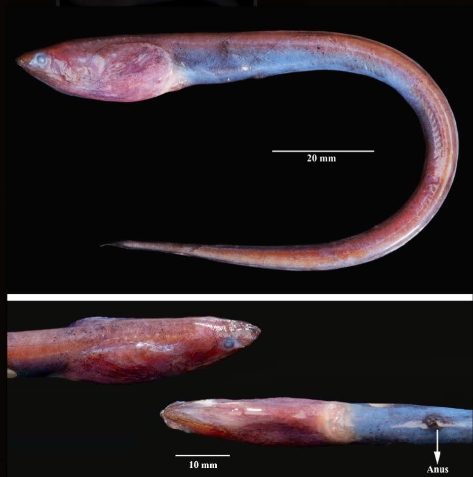 Temuan Spesies Baru: Belut 'Kepala Raksasa' Ditemukan di Kedalaman Laut Arab