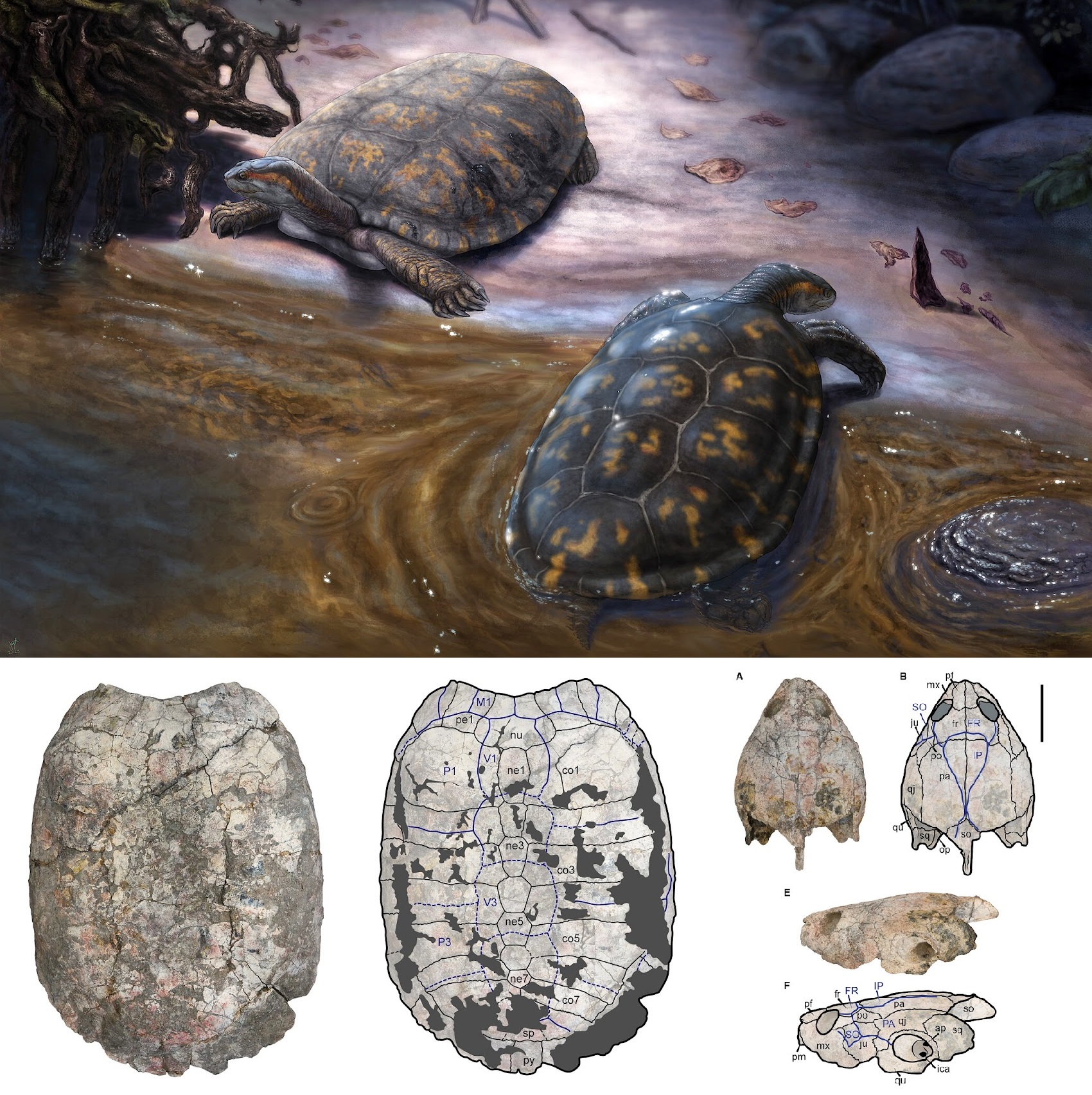 Shakiremys colombiana: Spesies Kura-Kura Purba Baru dari Kolombia yang Dinamai Berdasarkan Sang Diva, Shakira