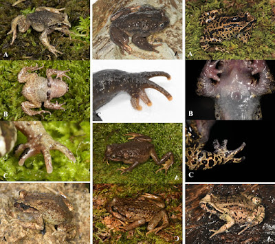 Harta Karun Tersembunyi di Yunnan: Tiga Spesies Baru "Katak Lazy" Ditemukan
