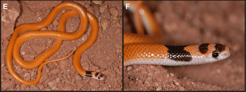Ular Misterius Penghuni Baru Gurun Arab