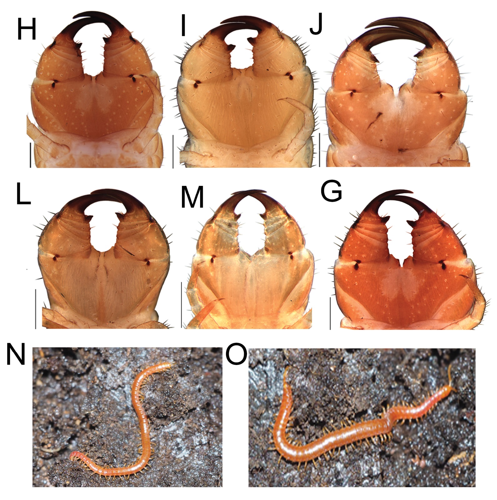 Penemuan Tujuh Spesies Kelabang Baru di Asia Timur: Memperkaya Biodiversitas Genus Strigamia