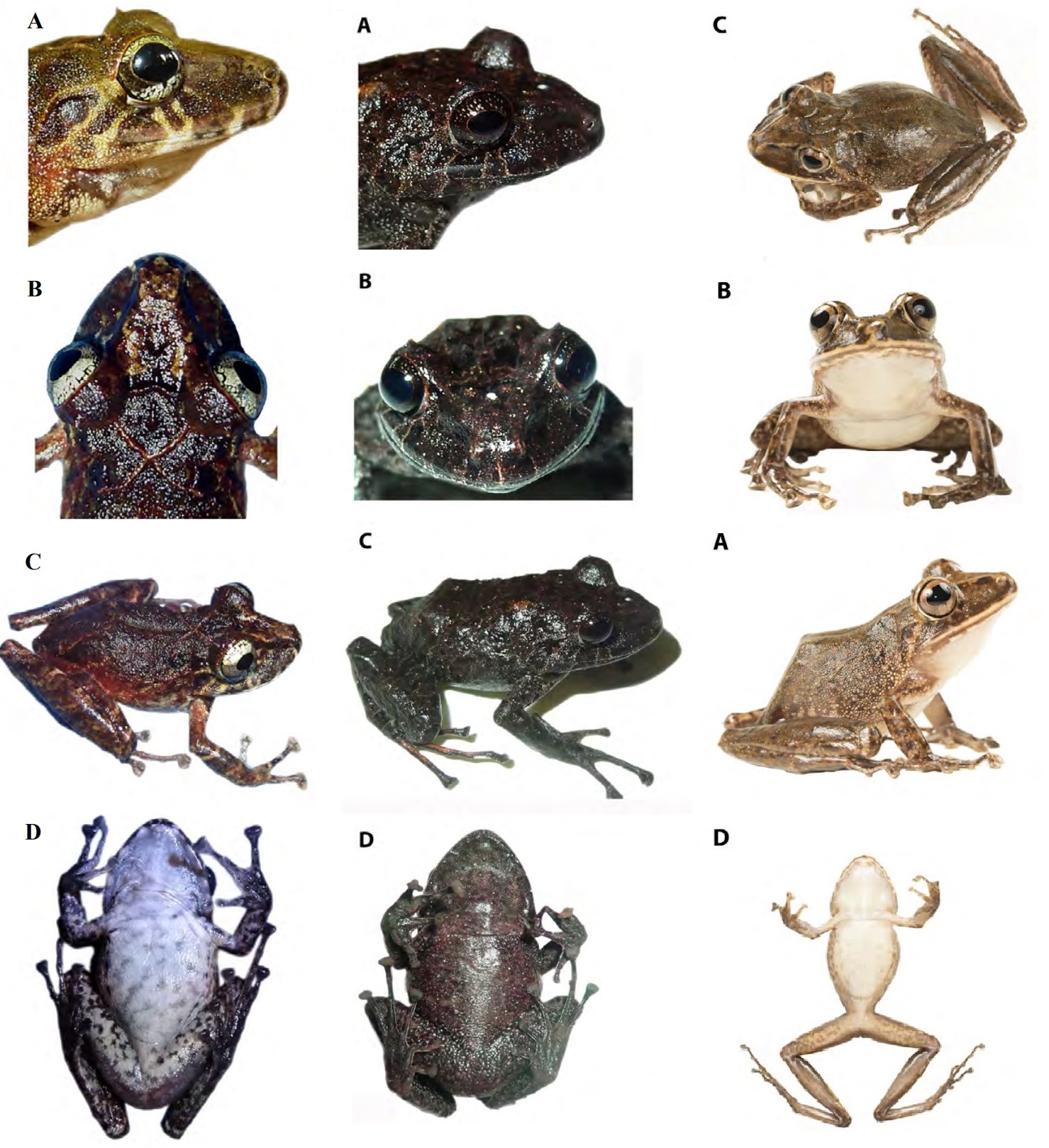 Tiga Spesies Katak Baru dari Wilayah Chocó: Keanekaragaman Subgenus Hypodictyon