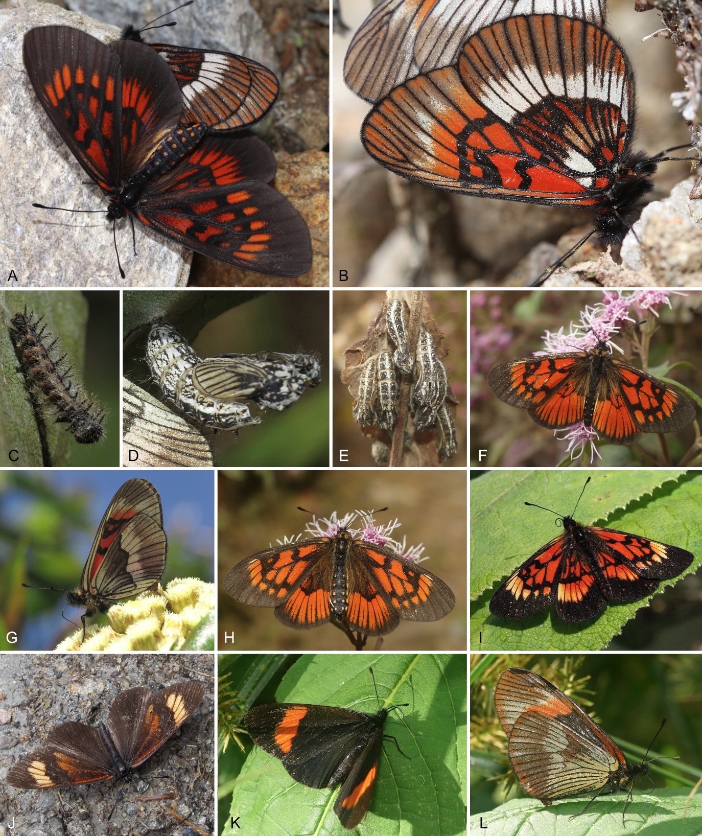 Penemuan Species & Subspesies baru Actinote pyrrhosticta: di Pegunungan Andes