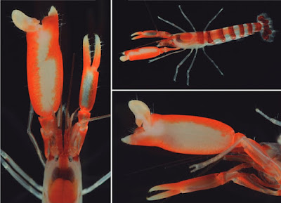 Udang Pistol "Berwarna Cerah" Ditemukan di Oman: Spesies Baru Alpheus sarapis Terungkap