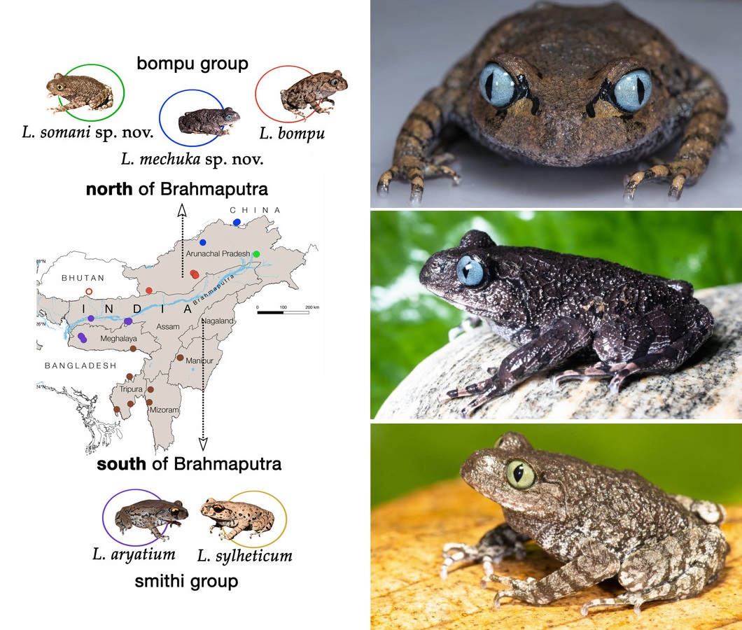 2 Spesies Baru Katak  "Leptobrachium mechuka &  somani"  Dari India Timur Laut Arunachal Pradesh mengubah revisi Genus