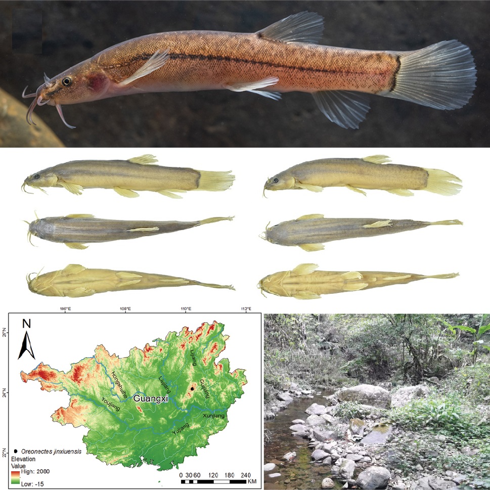 Penemuan Ikan Loach Baru Oreonectes jinxiuensis, Di cina yang sempat di anggap species lain