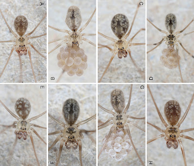 12 Spesies Baru Laba-Laba Gudang Micropholcus Ditemukan di Afrika, Timur Tengah, dan Asia