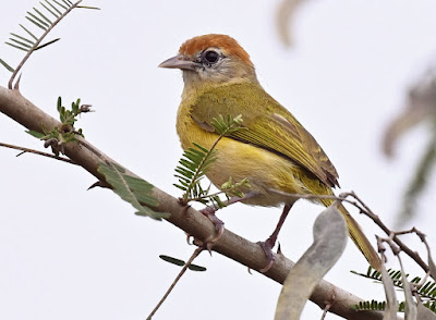 Spesies Burung Baru Greenlet Endemik dari Bolivia Terisolasi 2000 km